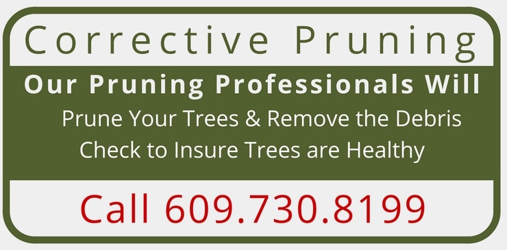 Corrective Pruning Mercer & Hunterdon Counties in NJ and Bucks County in PA